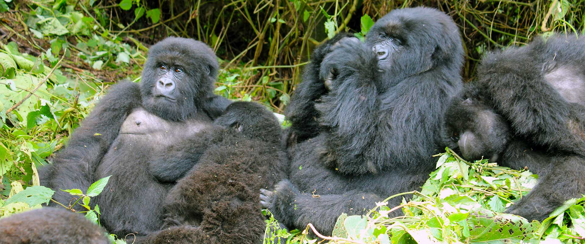 A mountain-gorilla family in Rwanda