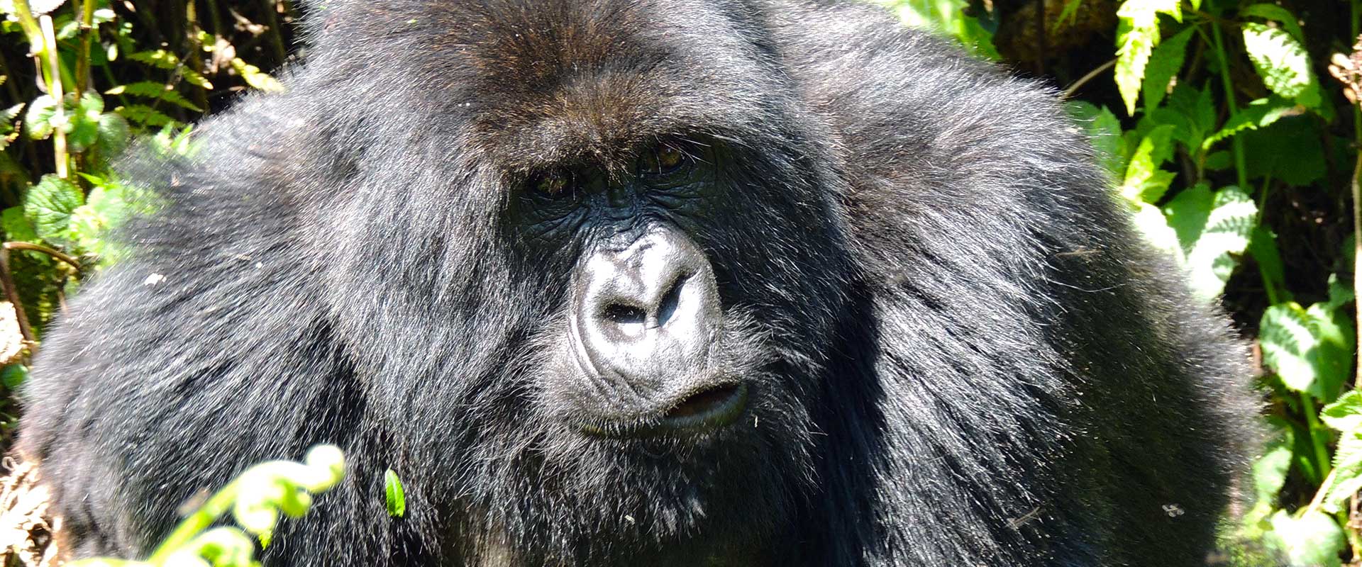 A family of mountain gorillas in Rwanda