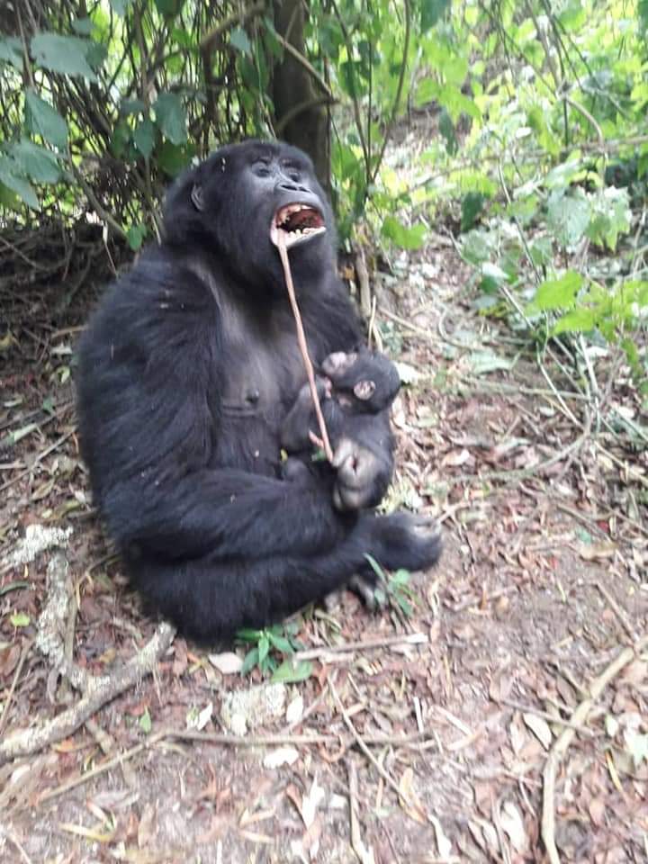 Gorilla Baby Boom in Bwindi Forest