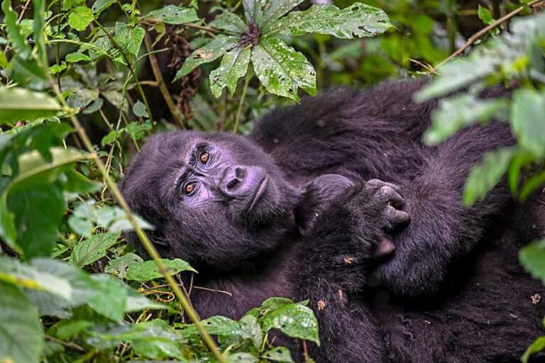 Gorilla baby boom in Bwindi