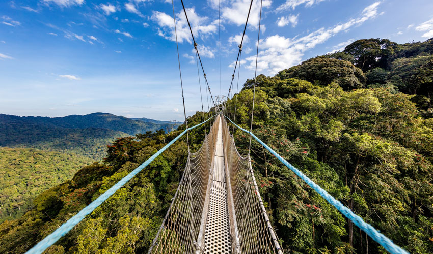 The Canopy Walkway in the Nyungwe Forest National Park