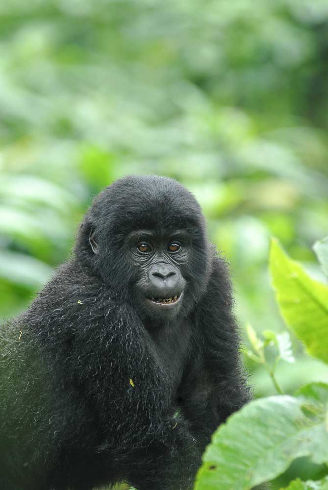 BOOK YOUR GORILLA TREKKING PERMITS BEFORE 1ST APRIL TO SAVE $100 ON THE NEW TARIFF