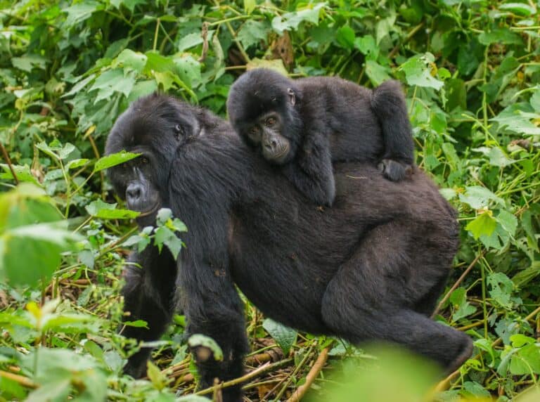 Uganda Wildlife Authority – Primate Permit Price Increase